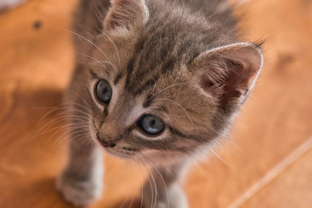 木の床を歩き回っているキジトラの子猫