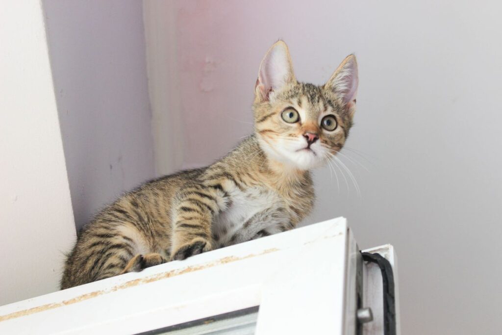 窓辺に座っている大きな目の子猫