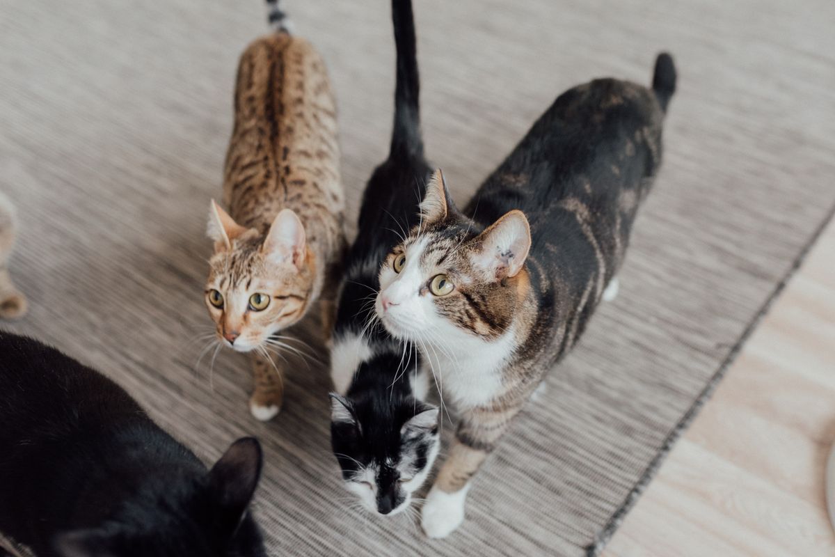 室内のカーペットに並んでいる四匹の猫