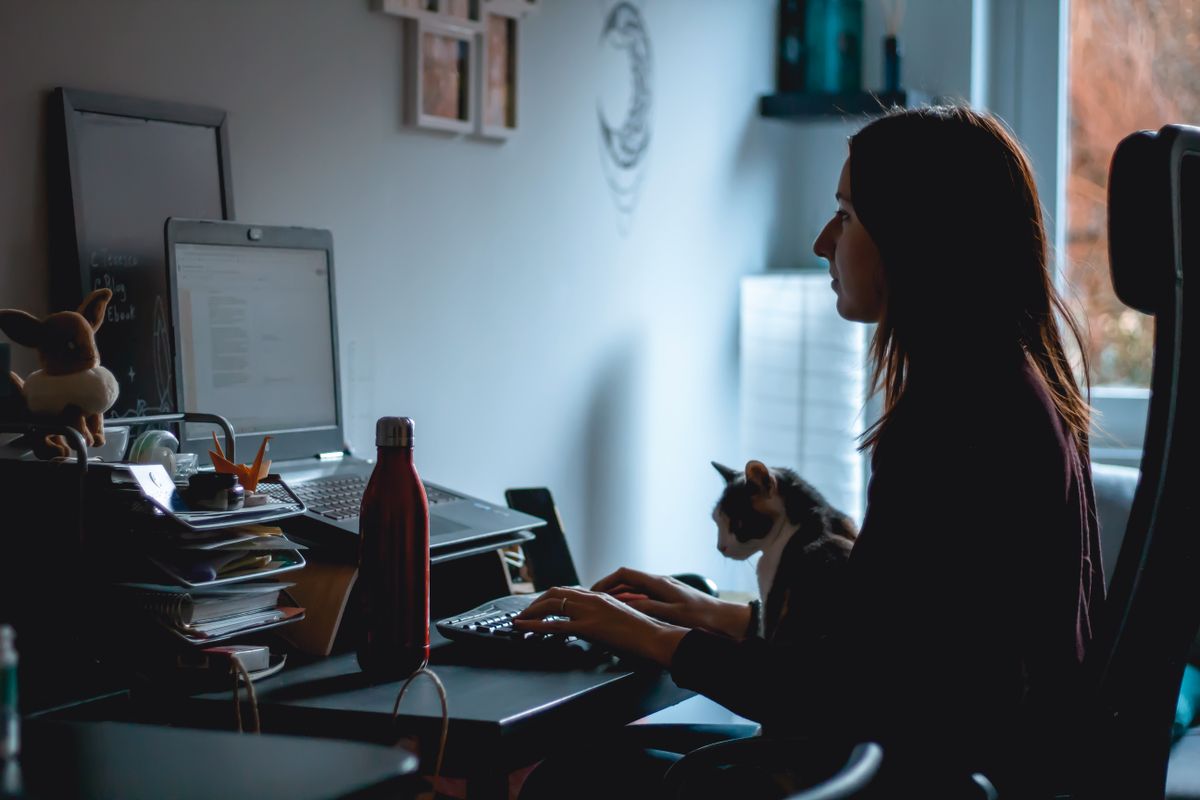 人の作業を見ている猫