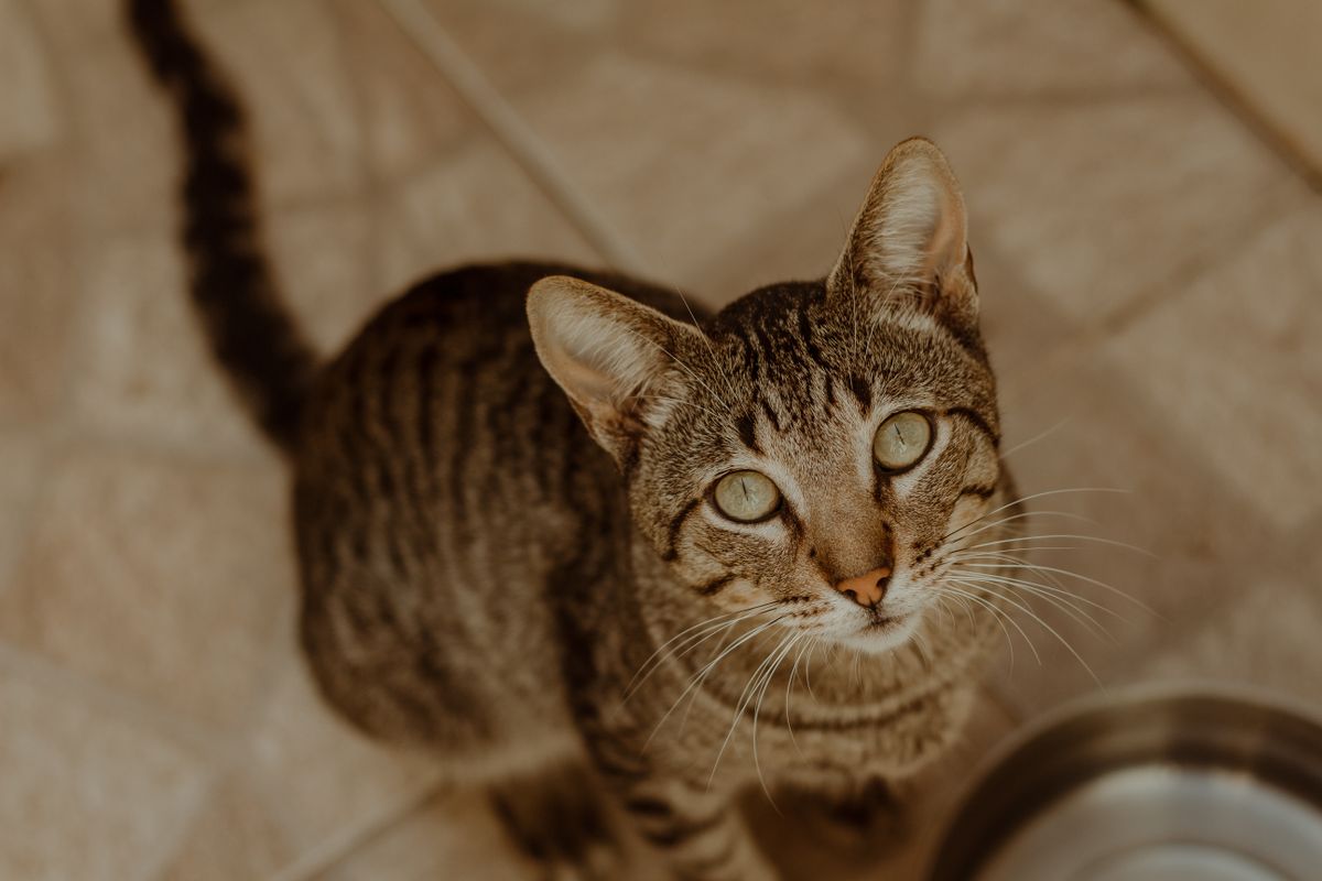 室内で顔を上げるキジトラの猫。飲み方は個体でずいぶん違う