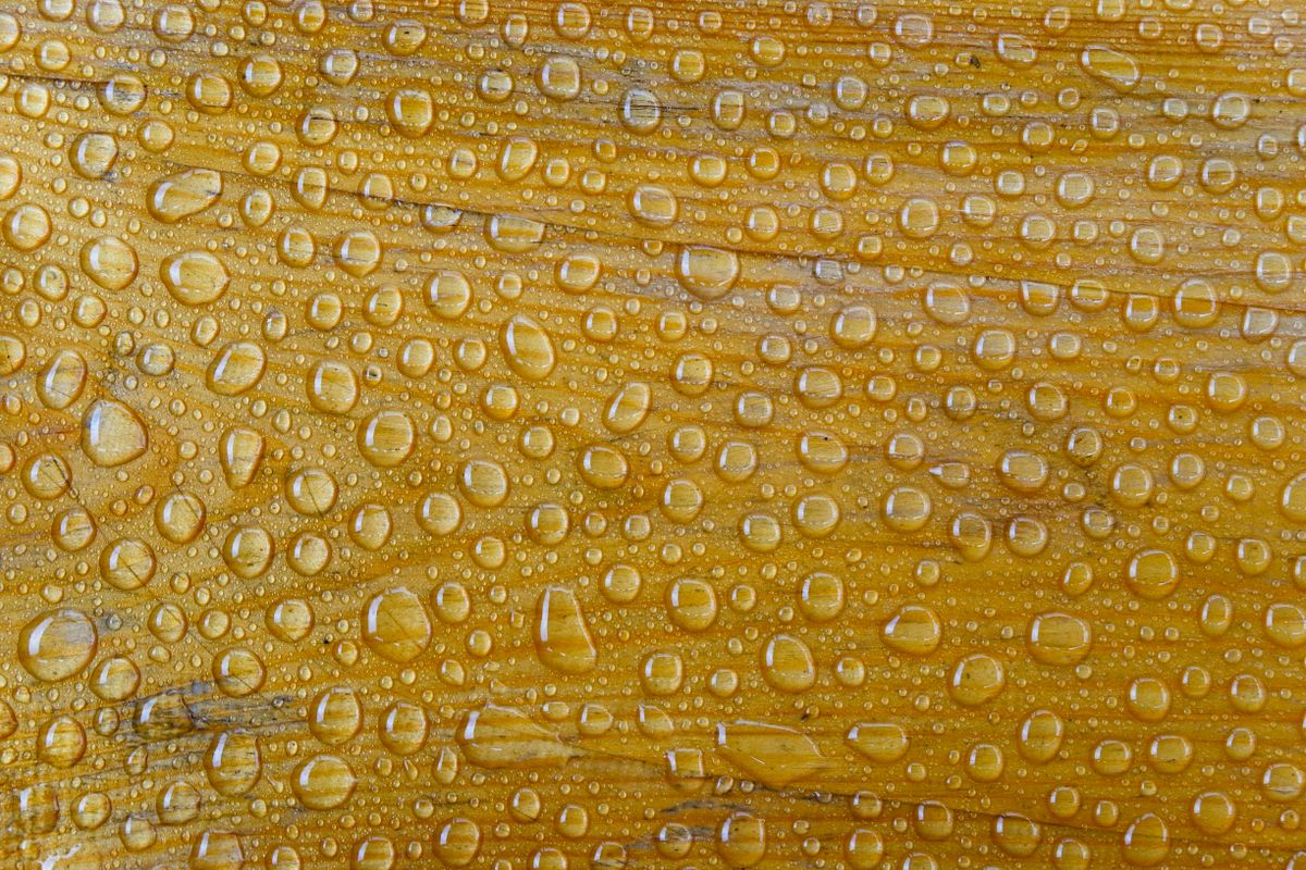 木の面に散った水滴。床に残る水は素材によって行き先が変わる