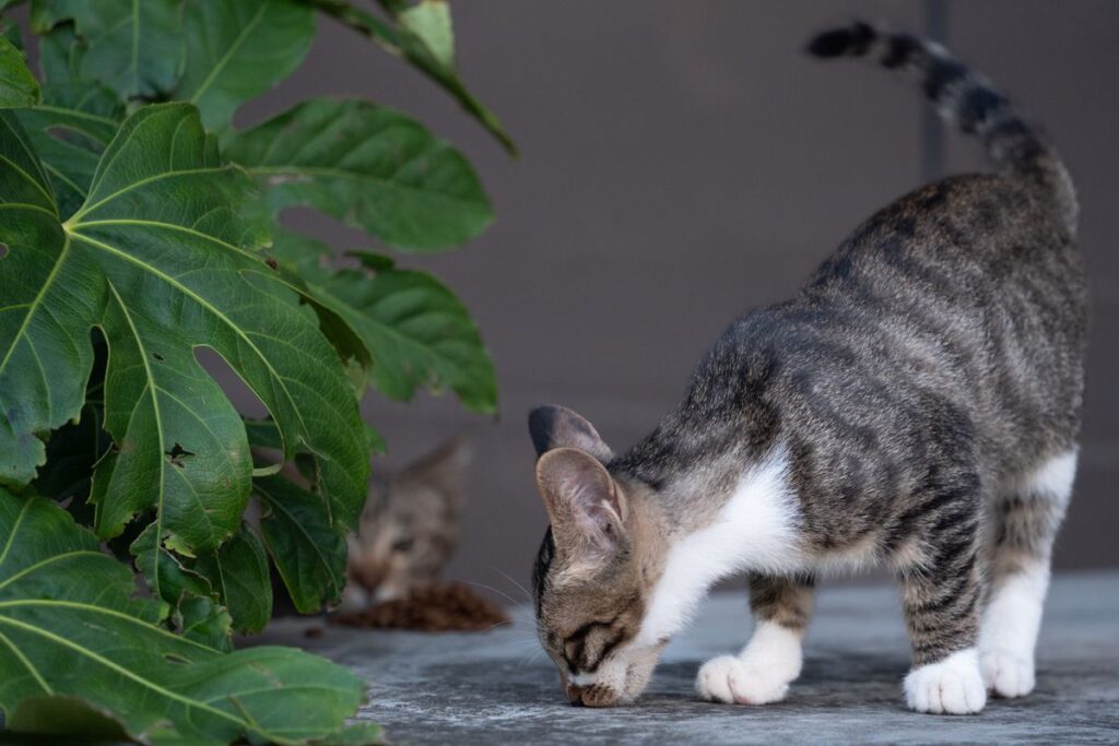 外の緑のそばを歩いているキジトラ猫
