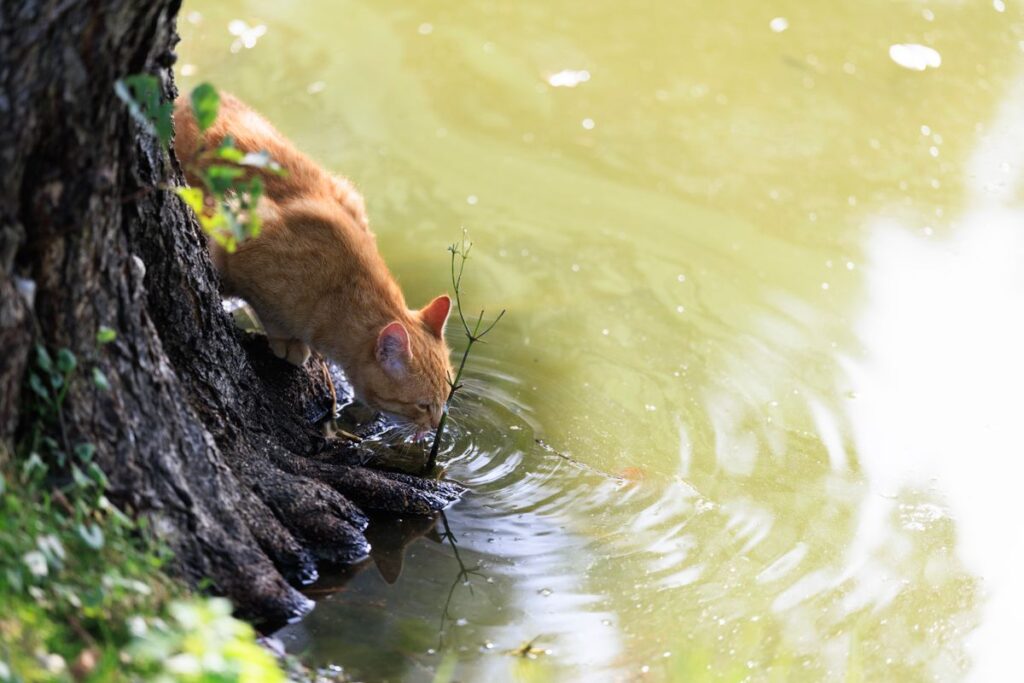 水辺に身を乗り出して水を飲む茶色の猫。夏の水は温度で飲み方が変わる