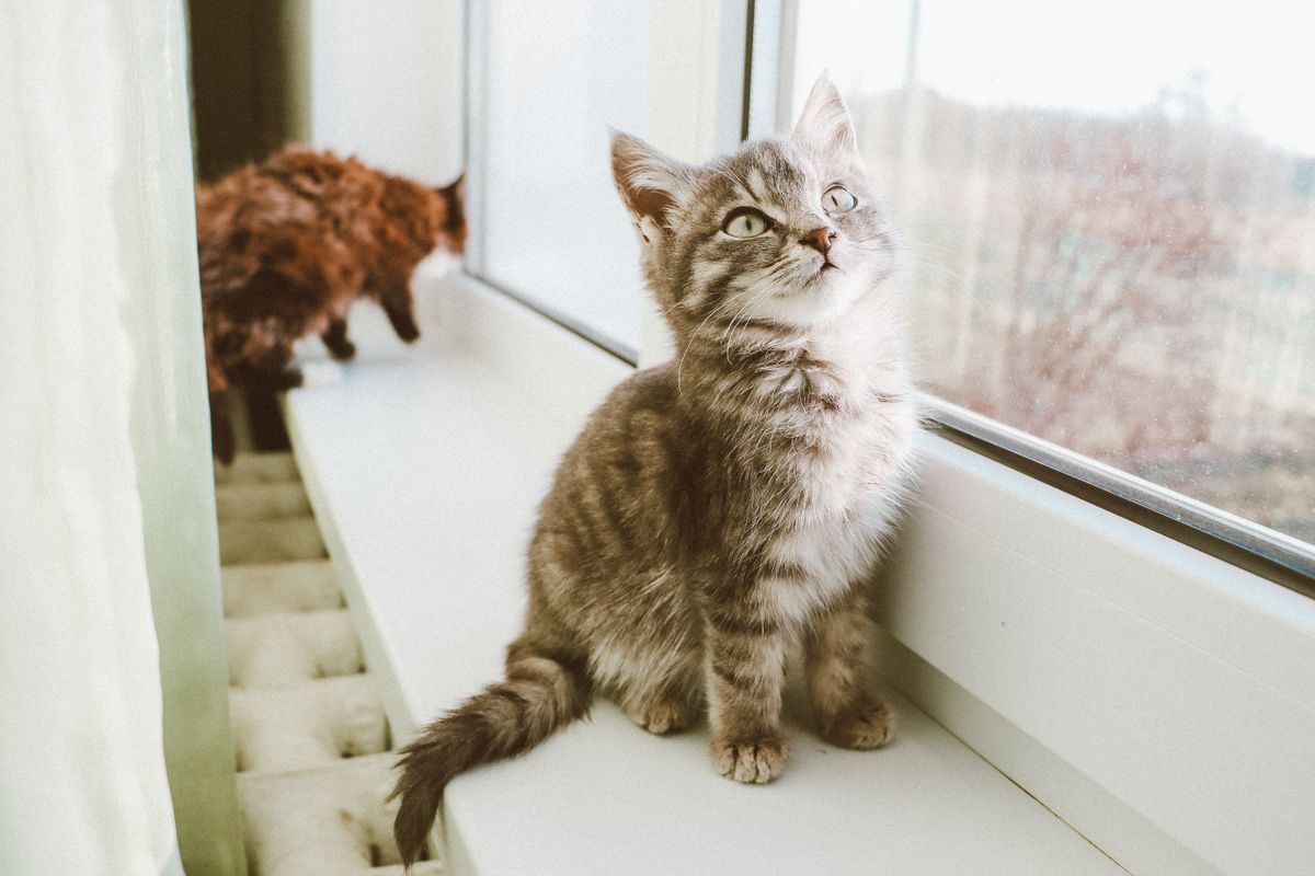 窓辺に並んで座っている二匹の子猫