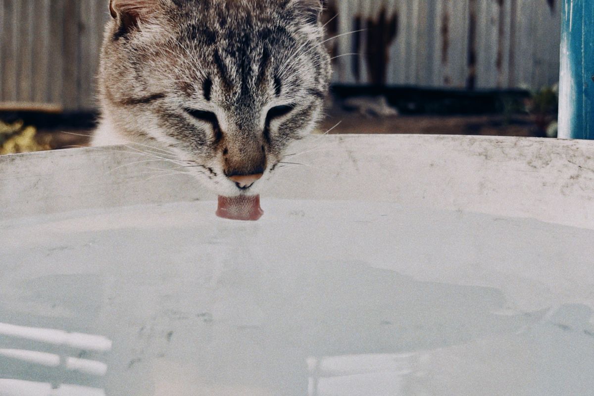 水を飲んでいるキジトラ猫