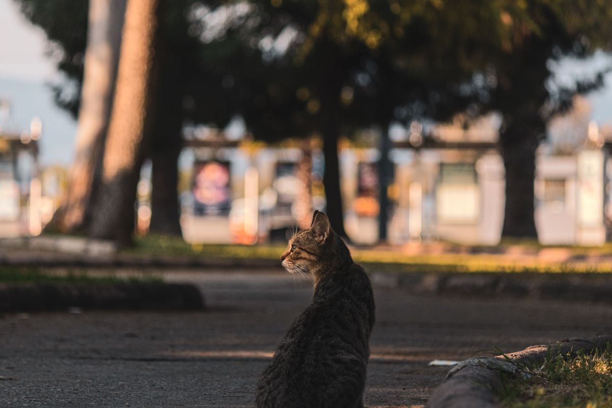 後ろで待っている猫
