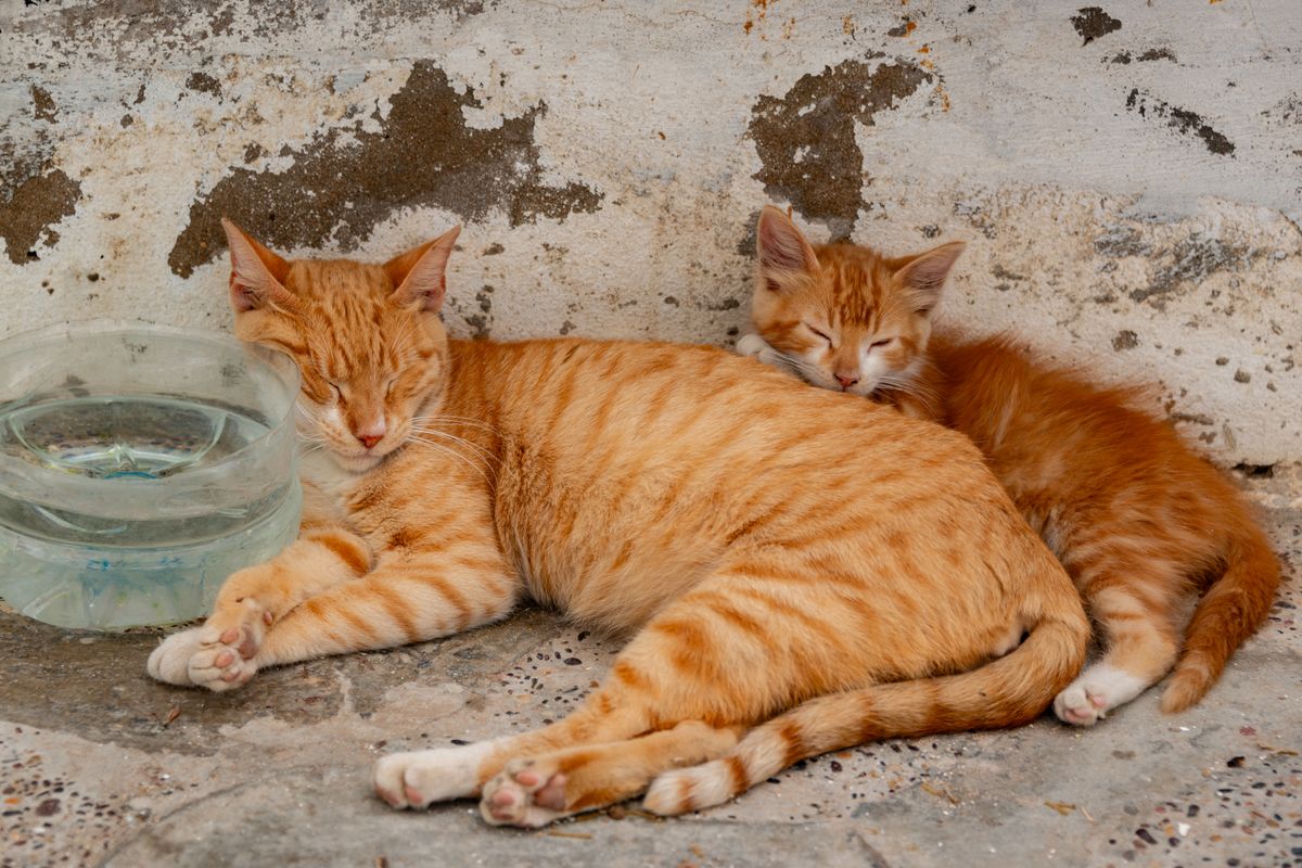 水のそばの二匹の猫