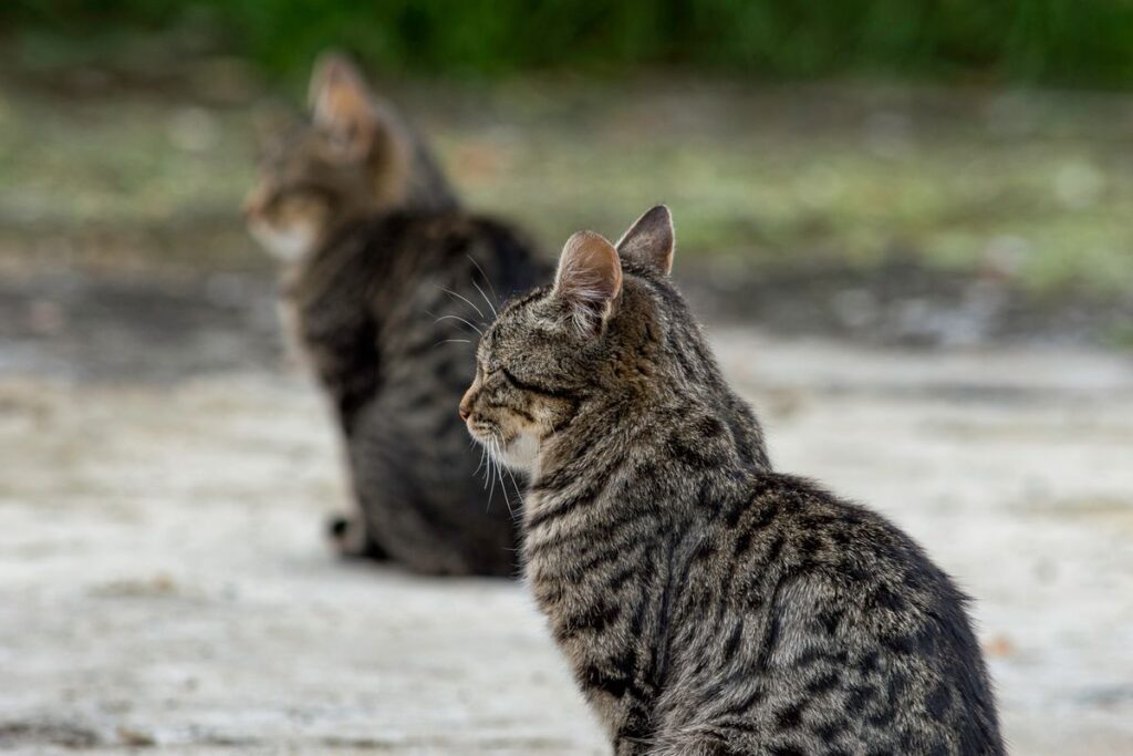 並んですわる二匹の猫
