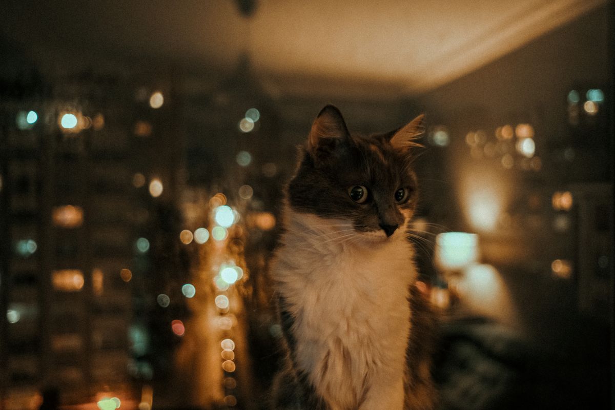 夜の室内で起きている猫