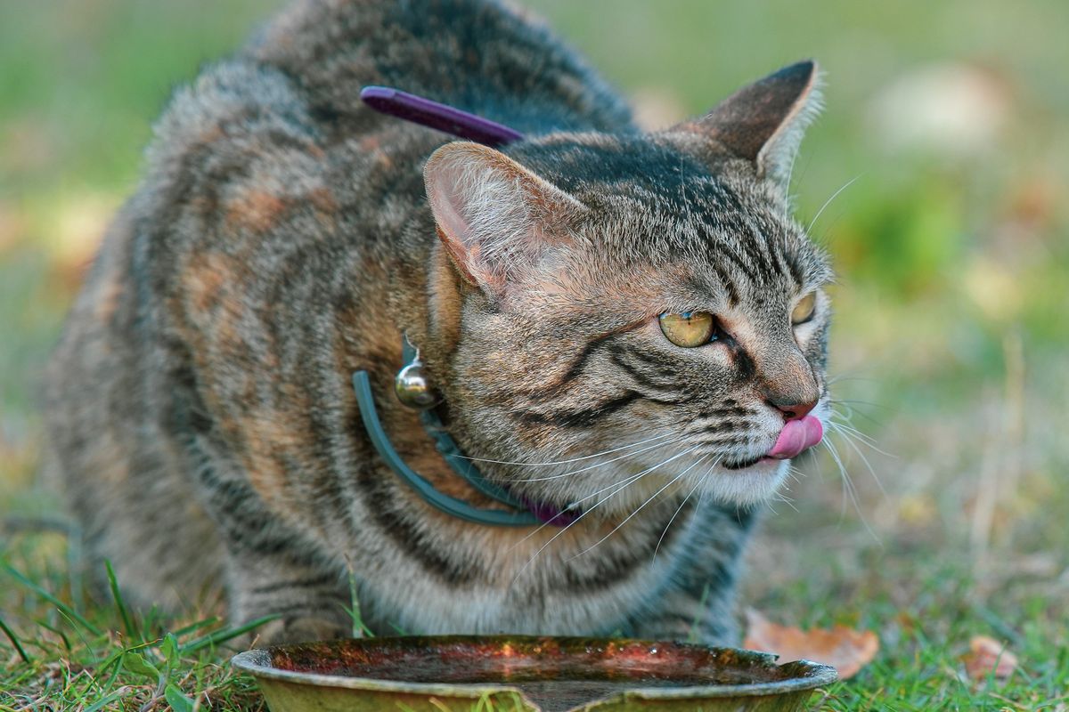 器から水を飲む猫