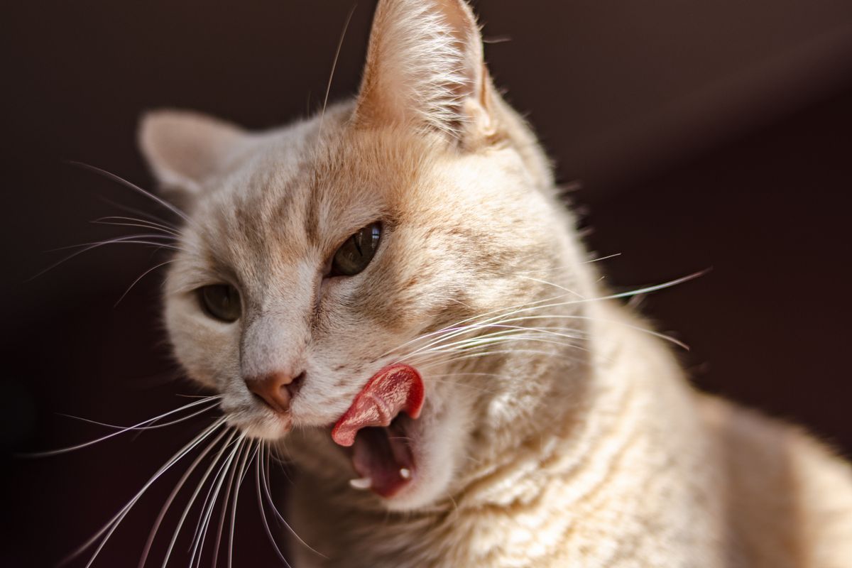 水を飲む猫