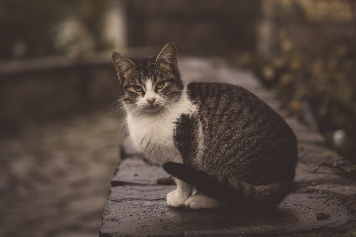床に座る猫