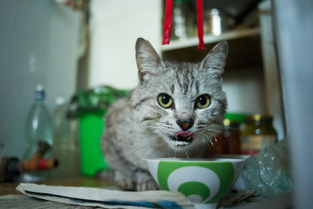 器から水を飲んでいる猫