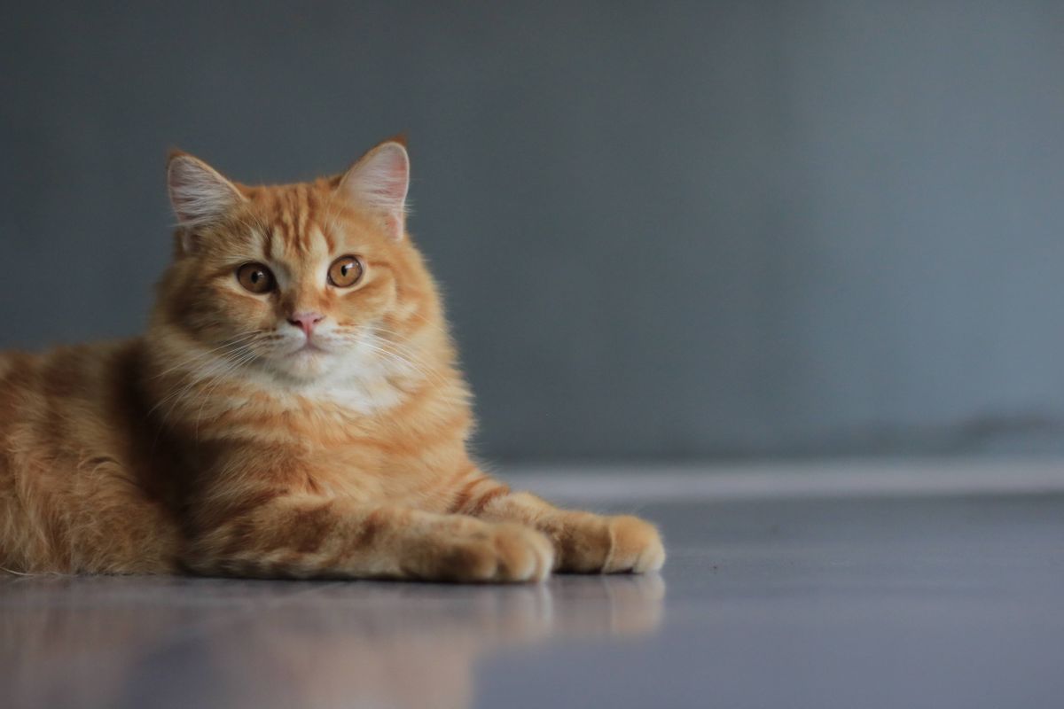 室内でくつろぐ猫