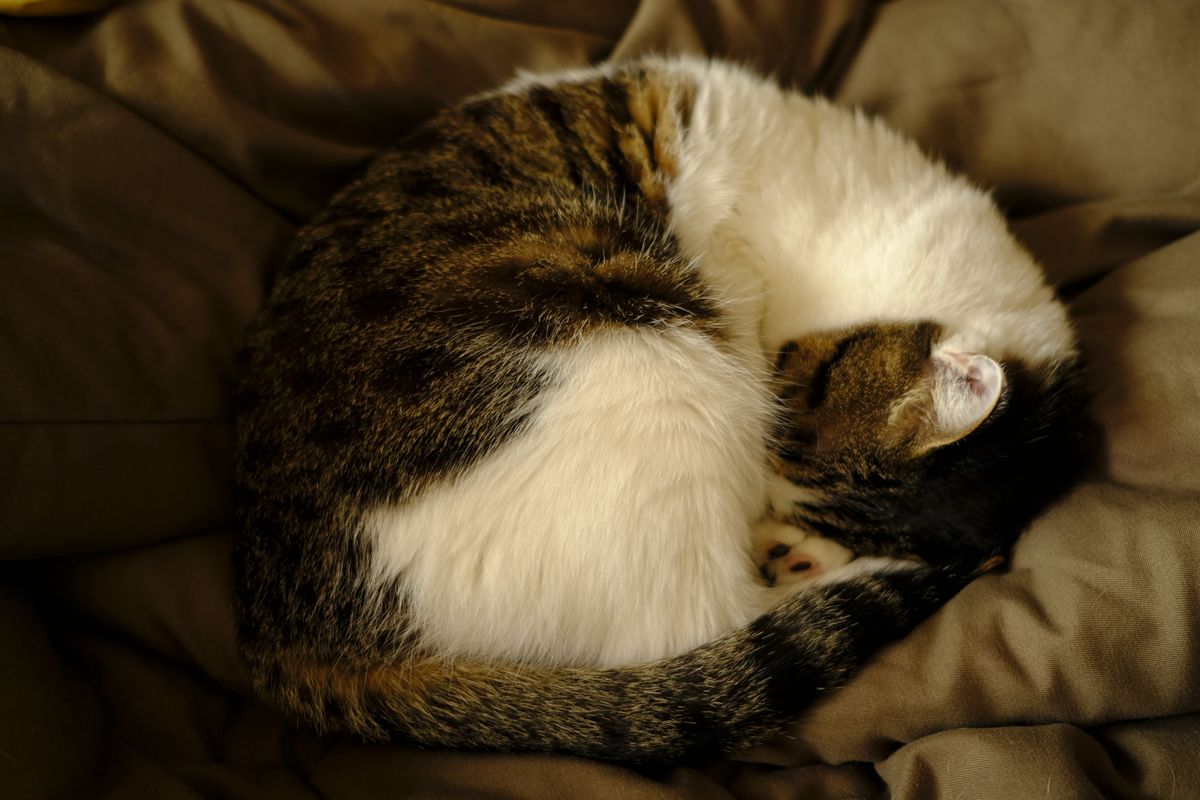 毛布の上で丸くなる猫