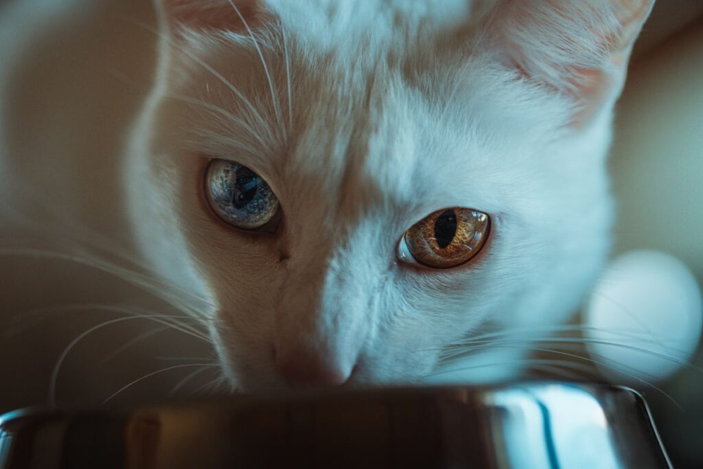 水を飲んでいる猫の口元