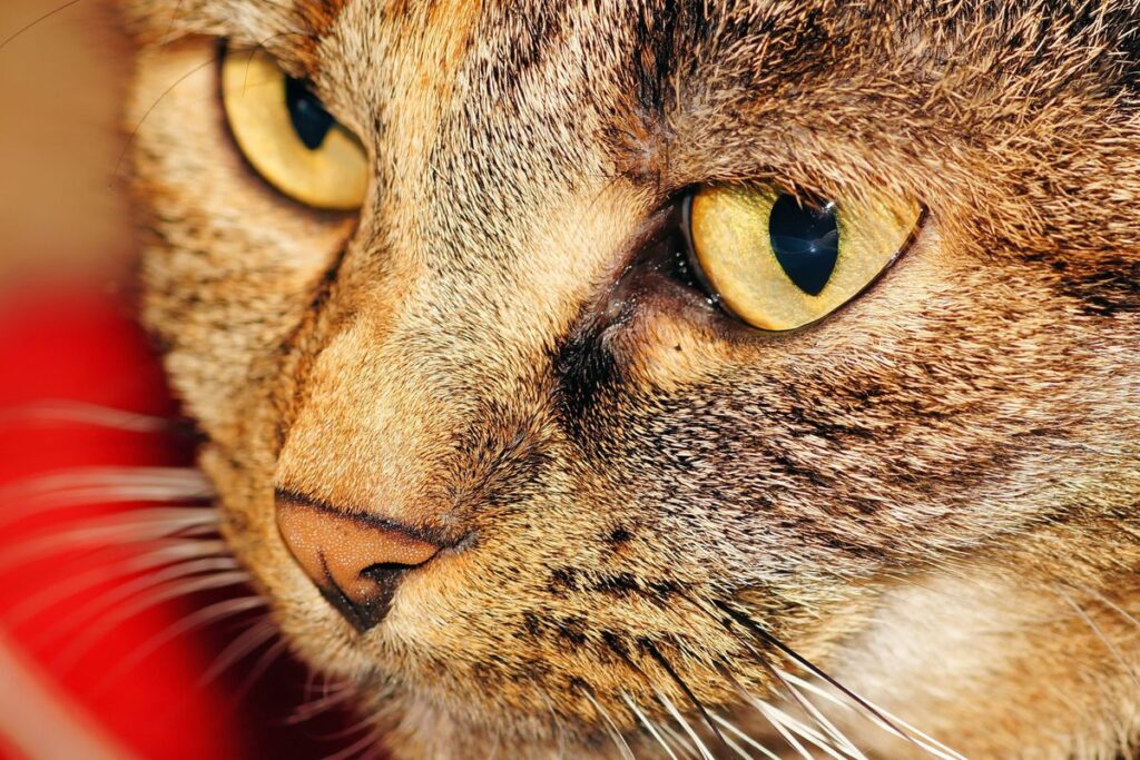 キジトラ猫の顔のアップ。長いひげが左右に広がっている