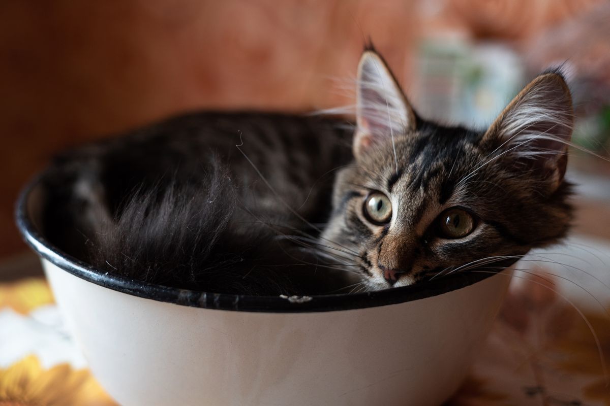 器のそばにいる子猫