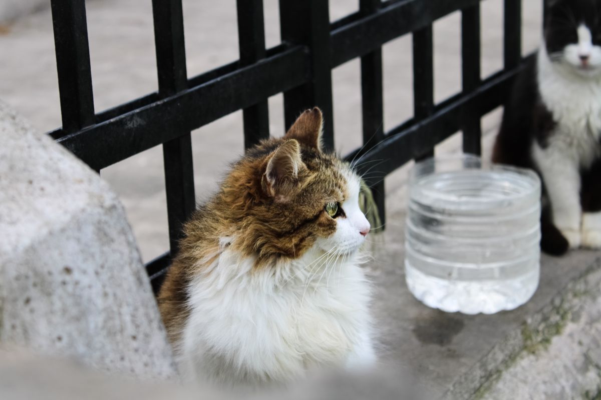 皿のそばにいる猫