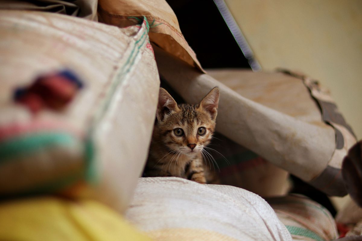 積まれた袋のそばにいる子猫