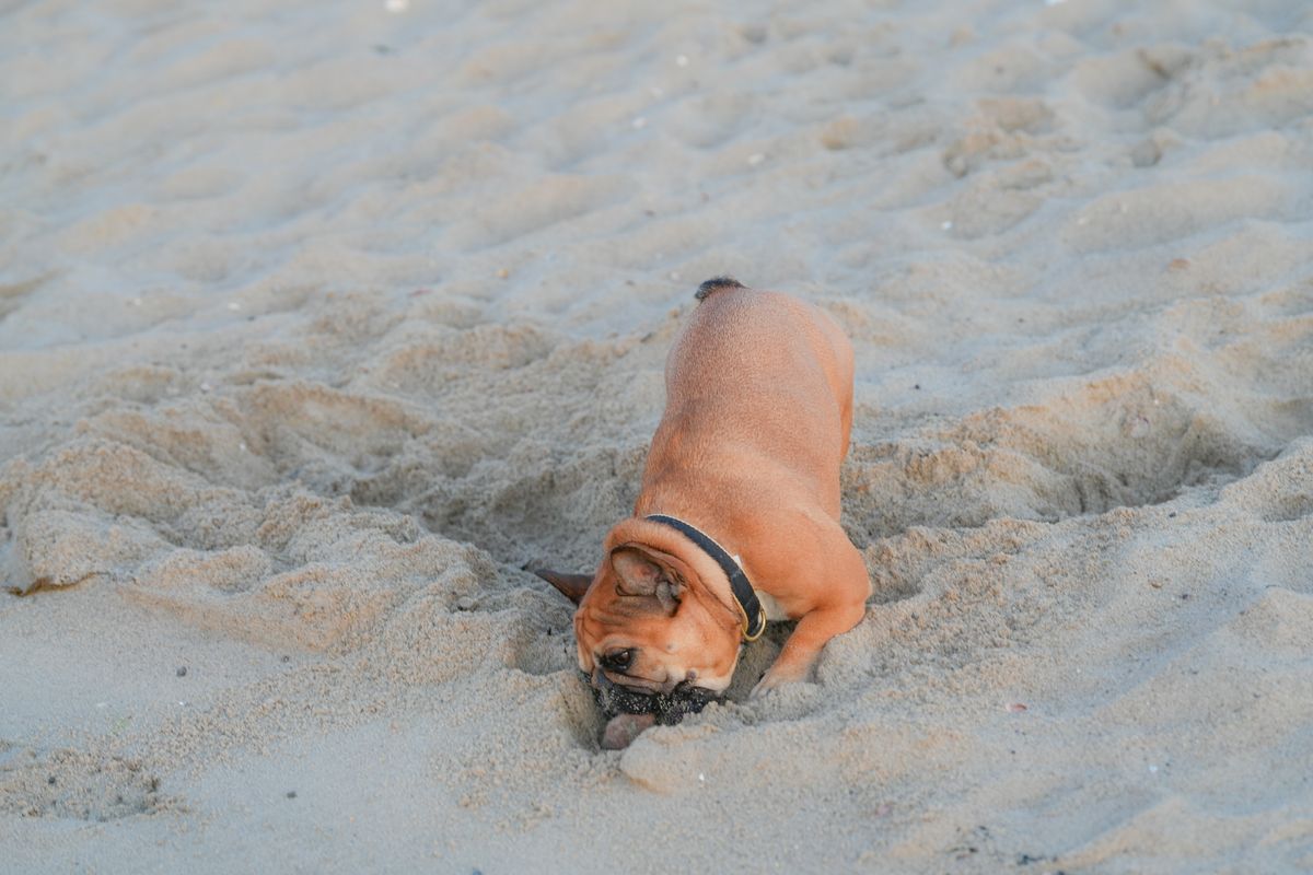 砂を掘っている犬