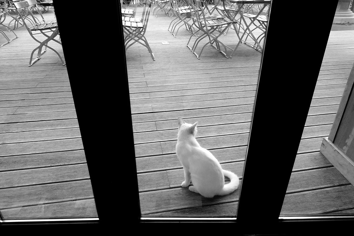 扉を通る猫
