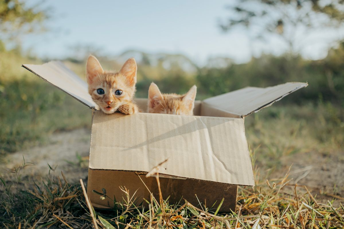 箱から出てくる子猫