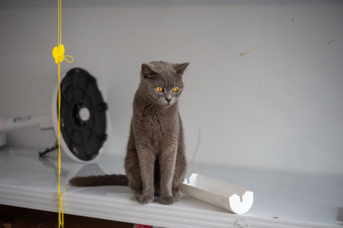 棚の上から見ている猫