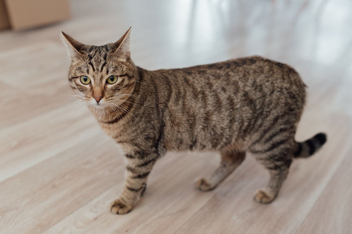 木の床に立つキジトラの猫。入る場所の深さは足で決まる