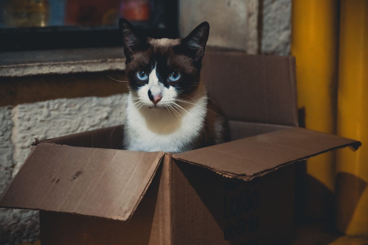 箱の中に座る猫。頭数が増えると消費もそのまま増える