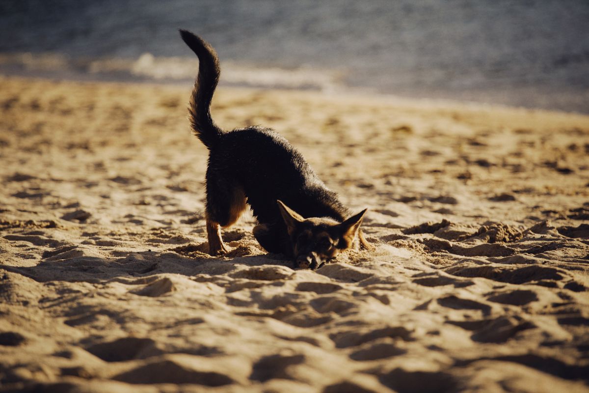 砂を掘る猫