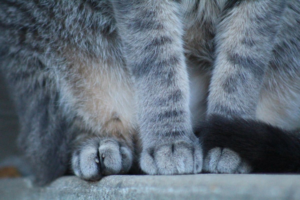 猫の前足を近くから見たところ