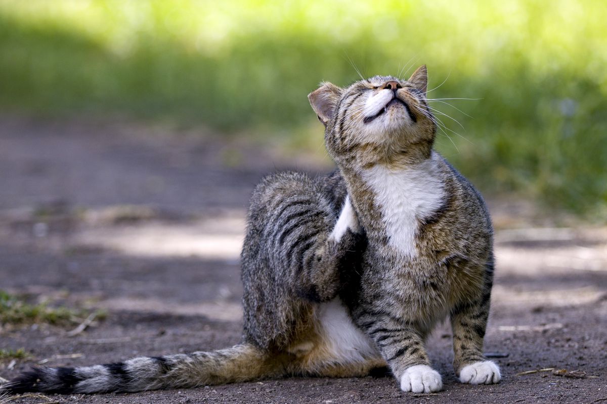 地面をかく猫