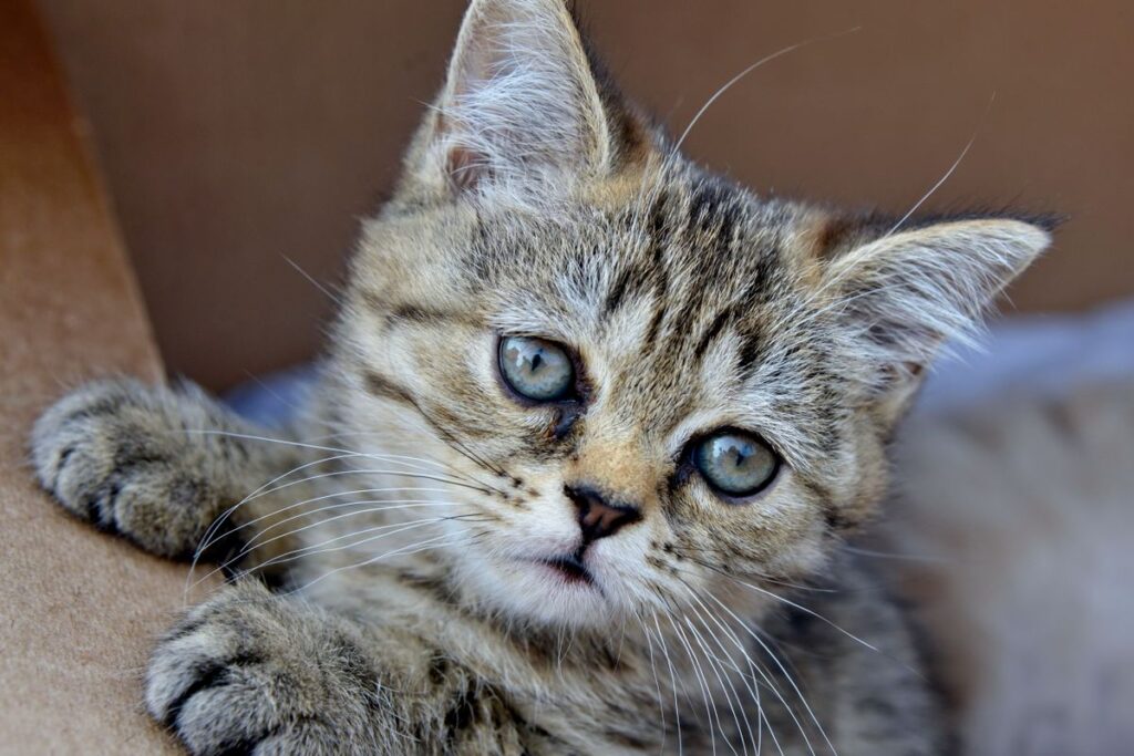 箱のなかから顔を出す子猫。子猫は口に入れてしまうことがある