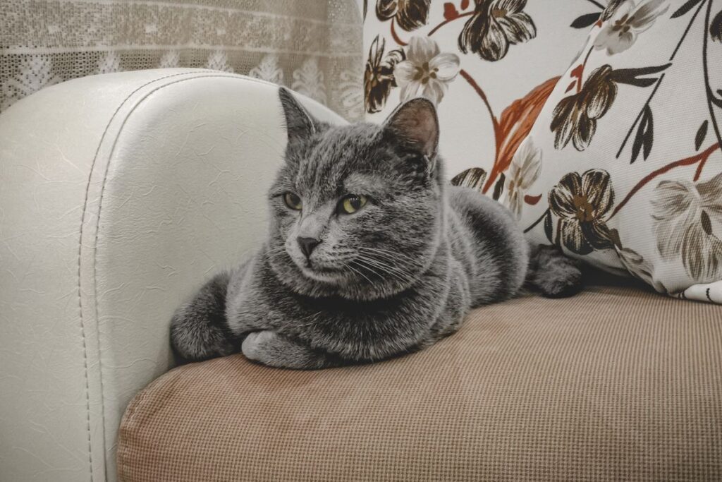 室内でくつろぐ猫。使うかどうかを決めるのは猫側の条件