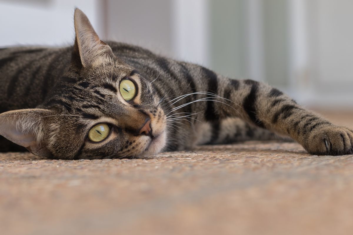 床でくつろぐ猫