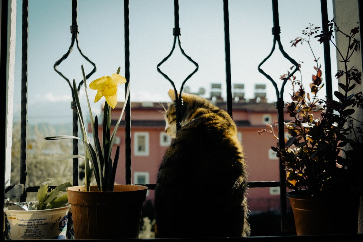 窓辺に座る猫