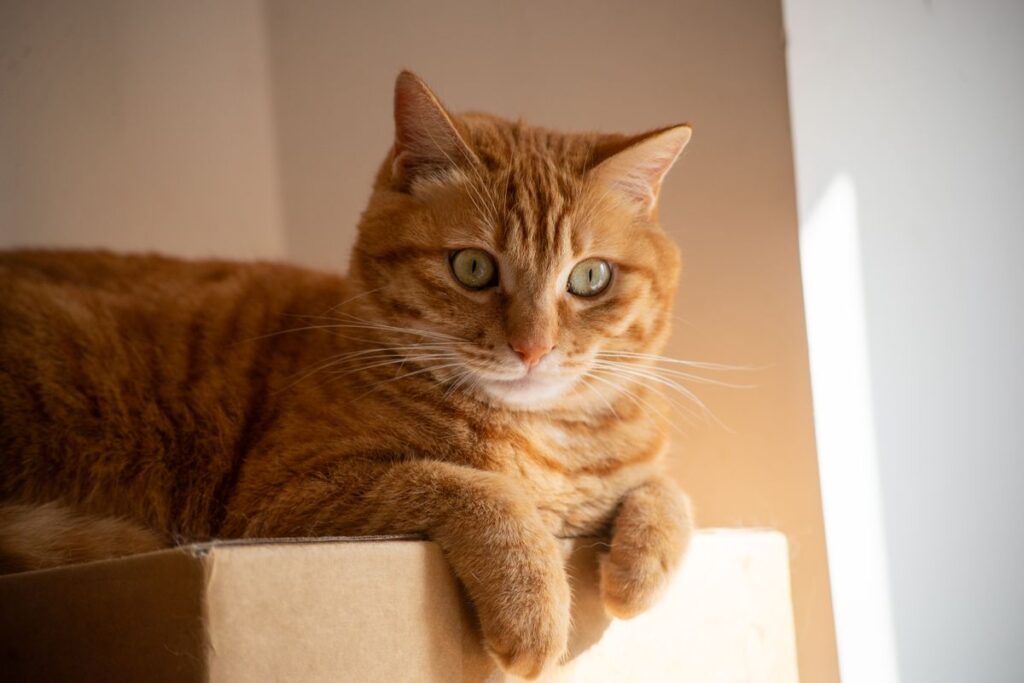 室内で段ボール箱の上にくつろぐ茶トラの猫。トイレまわりの変化は猫のほうが先に気づく