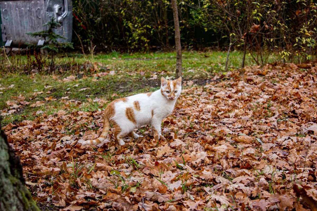 外を歩く猫