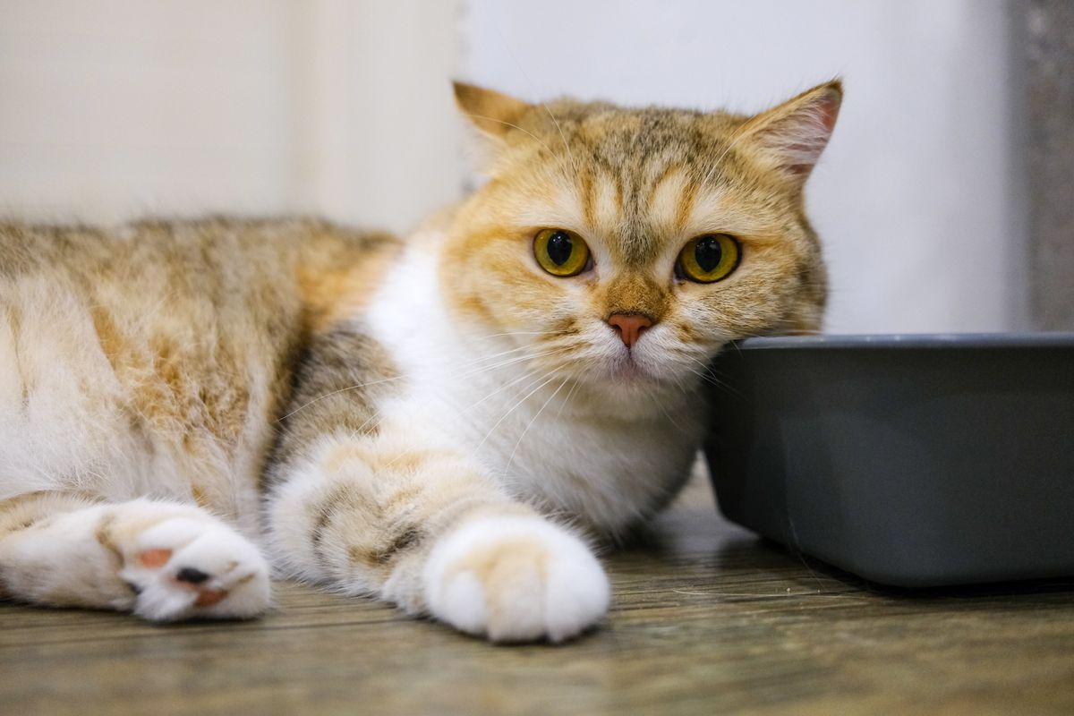 室内でくつろぐ猫。猫砂のスコップは毎日使う道具になる