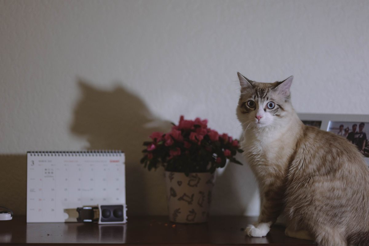 室内で過ごす猫。床の近くで過ごす時間が長い