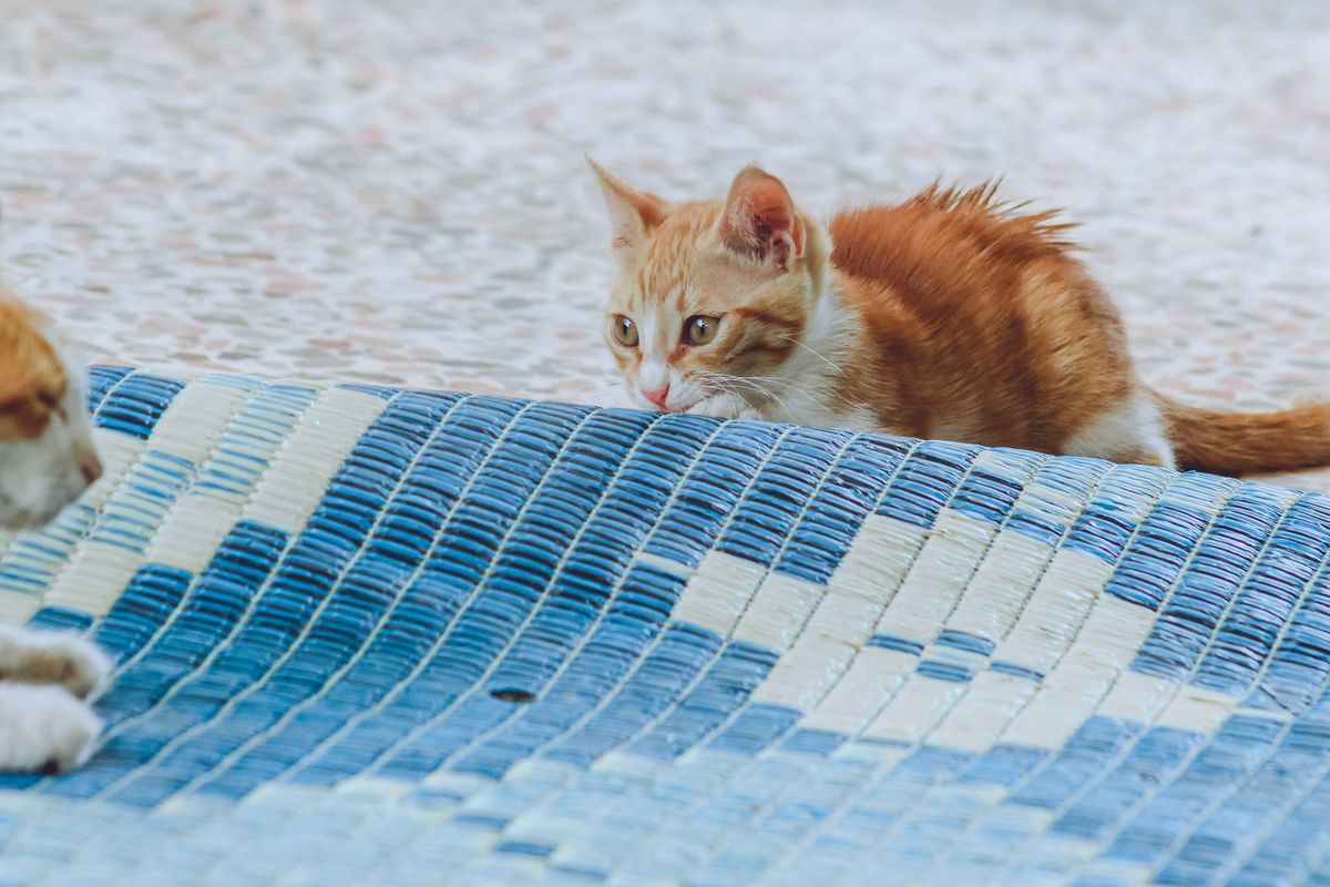 マットの上を歩く猫
