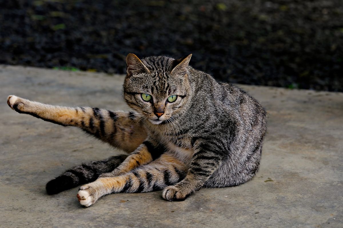 外にいる猫。頭数が増えれば処理する量も増える
