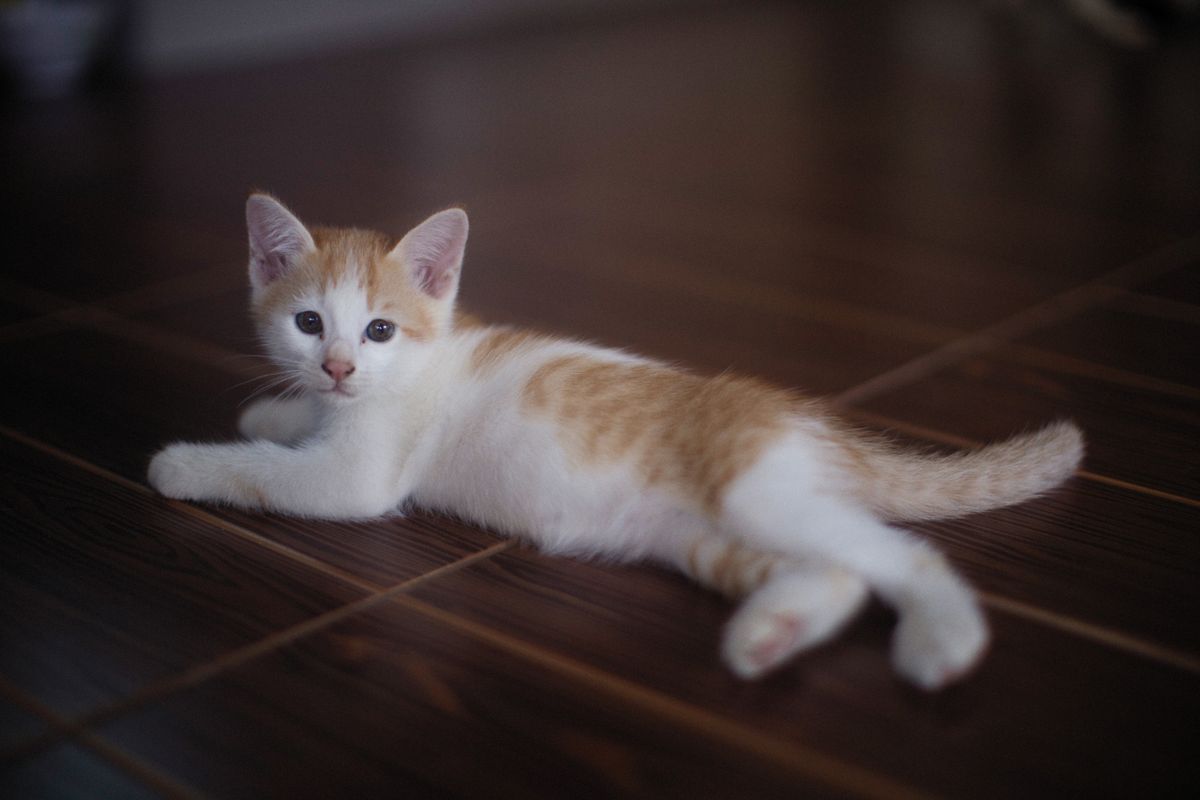 床でくつろぐ子猫。頭数が増えればにおいの出方も変わる