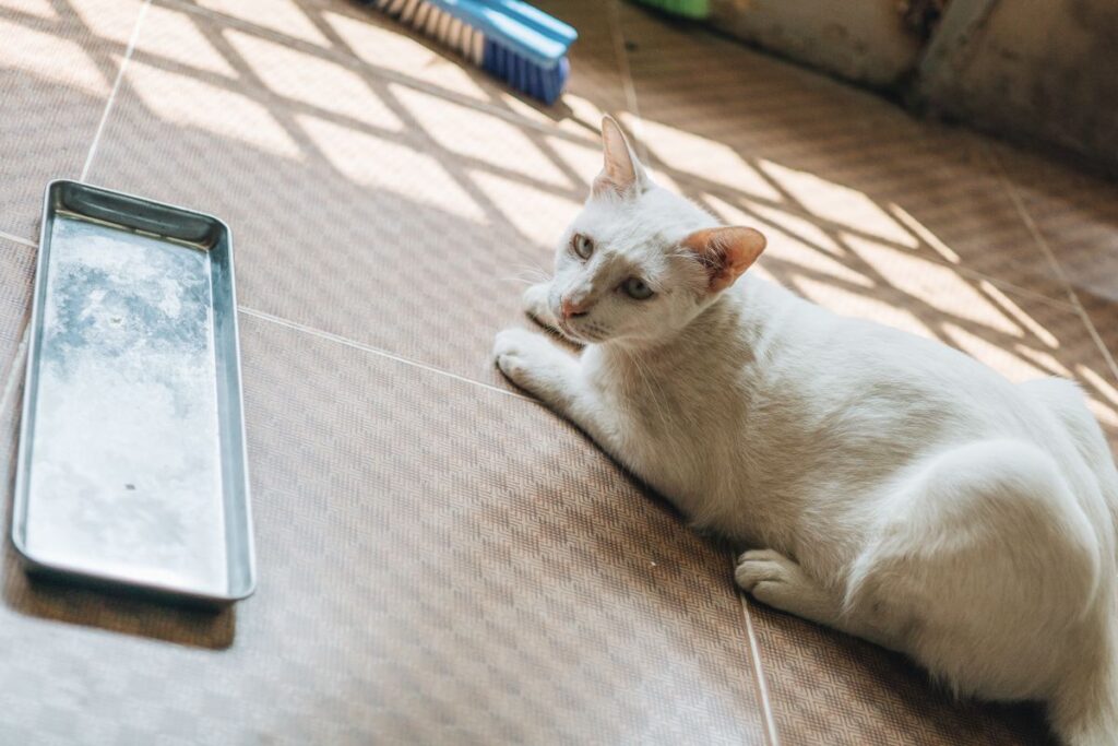 室内でくつろぐ白い猫。猫砂の種類は猫の好みとトイレの方式で決まる