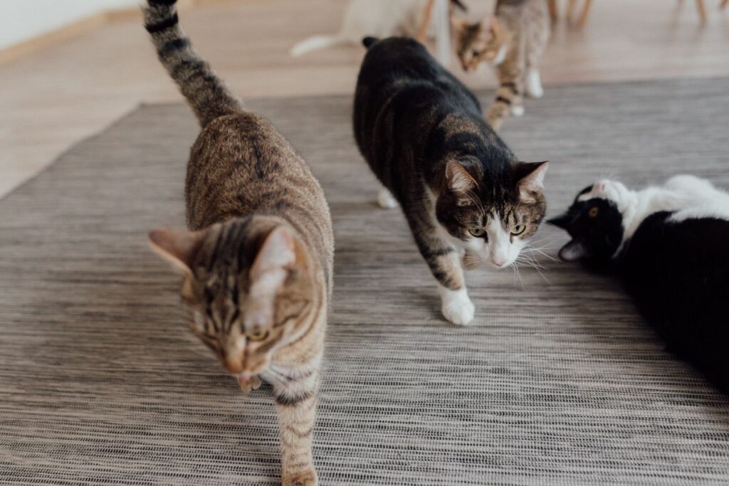 室内で過ごす複数の猫。頭数が増えると減り方も変わる