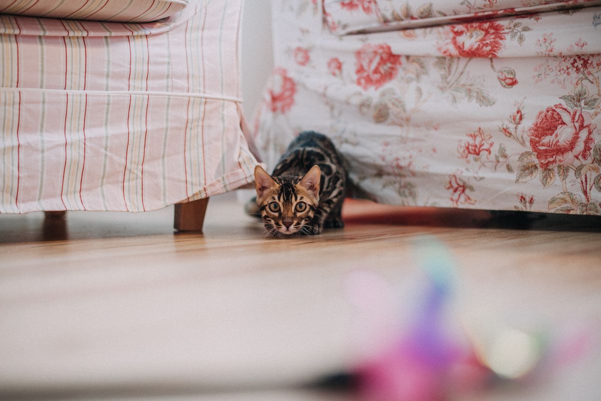 室内を確かめて歩く子猫