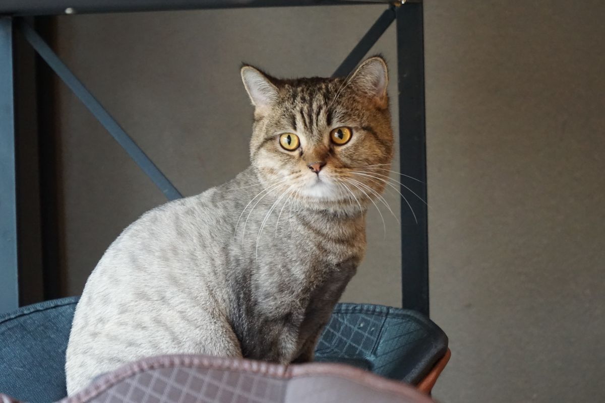 室内でこちらを見る猫。入り方の変化はサインになる