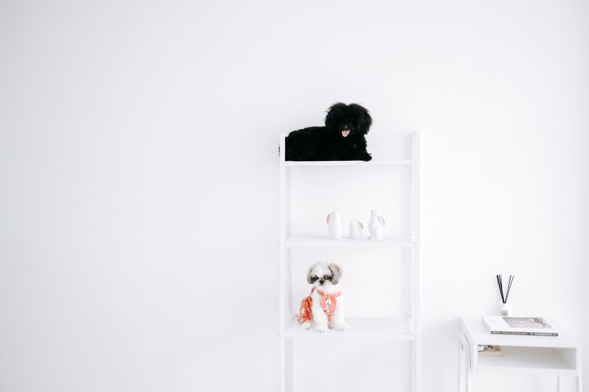 明るい部屋の棚の上にいる二匹の犬